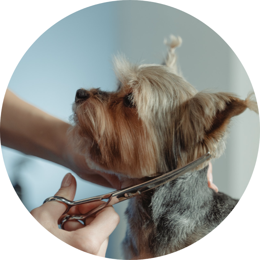 Home PawParazzi Pet Shop